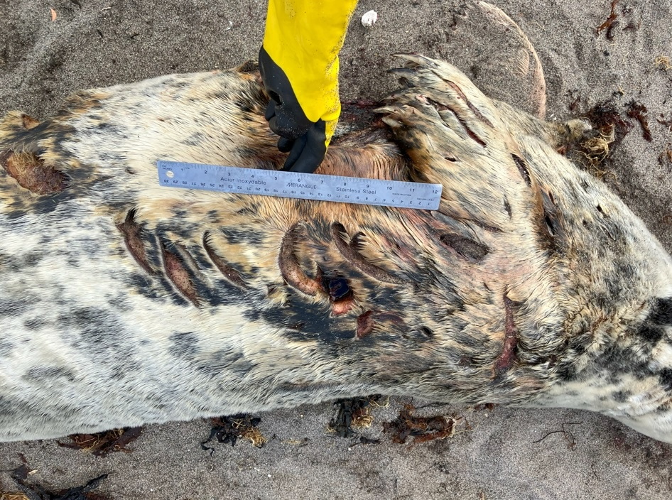 Seal Traces of teeth on a gray seal carcass found near Rivière-au-Tonnerre, in Gaspé. large white shark progresses north large white shark progresses north new